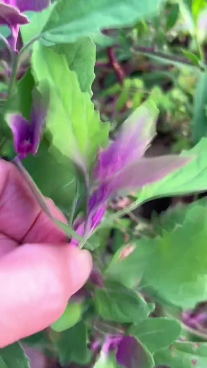 红色灰灰菜不建议食用
