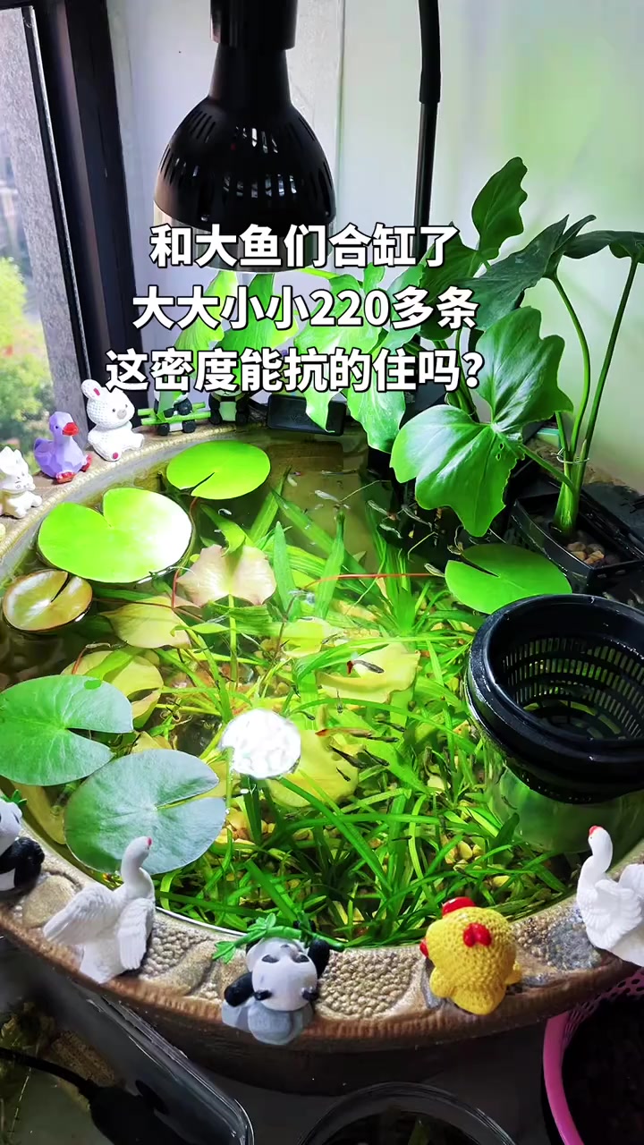 折扇，冰蓝孔雀鱼合缸日常