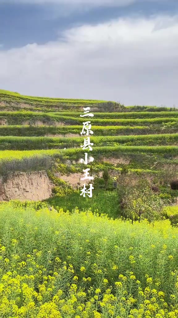 跟风打卡！三原小王村梯田油菜花火遍朋友圈层层金浪顺着渭北土