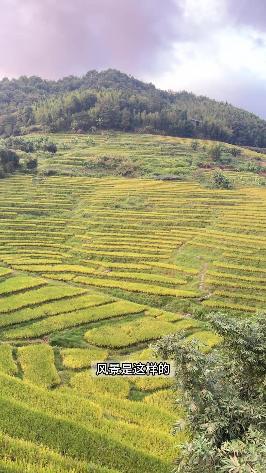 福建田螺坑四菜一汤土楼景区攻略，人少好看