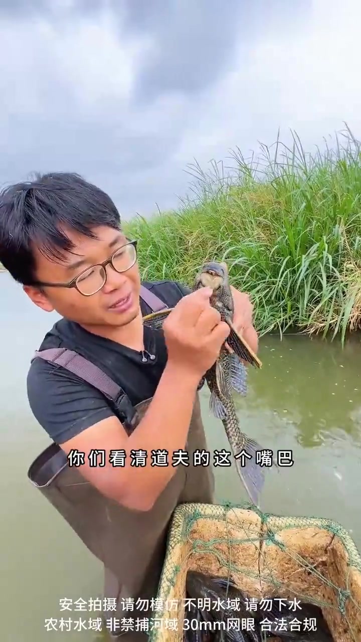 把清道夫埋土里能活多久？本土鱼消失的真相是什么？