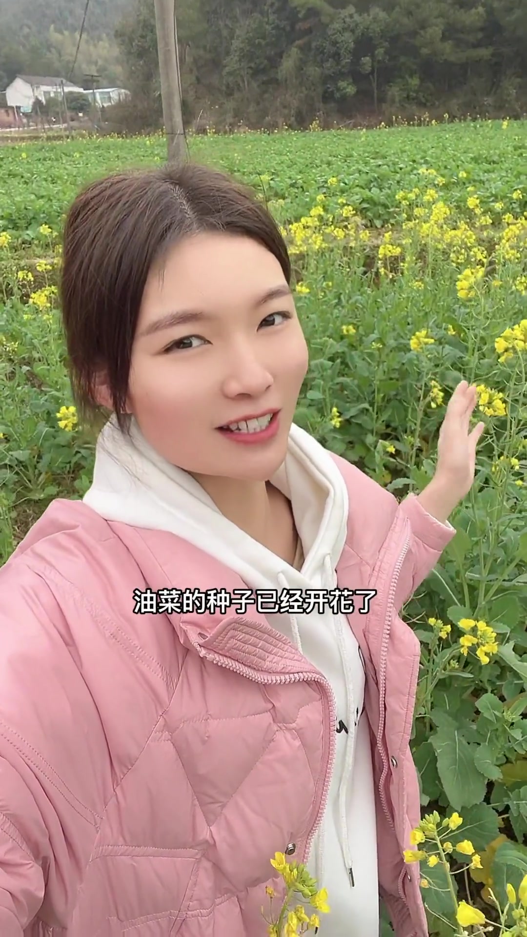 常吃的菜籽油原料，油菜花开得特别美