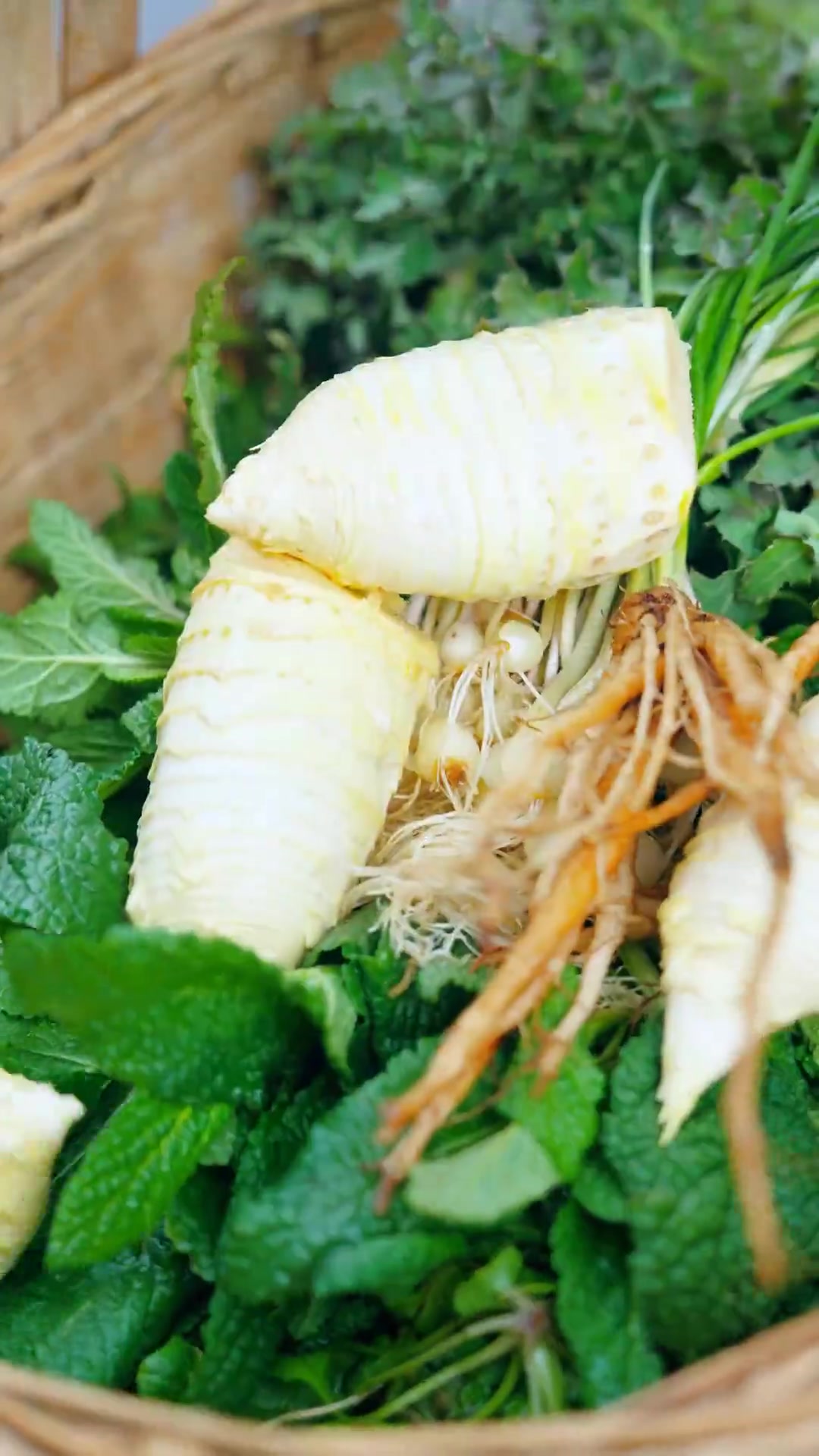 春天的大山里能挖到哪些野菜？荠菜，苦苣菜，野辣菜，野葱