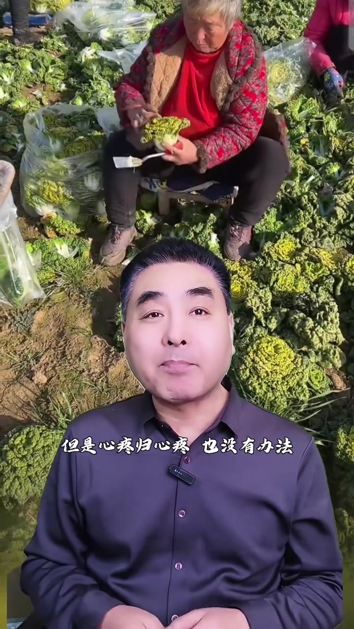 河南黄心菜学名乌塌菜，露天种植不怕霜雪冻，越冷越好吃