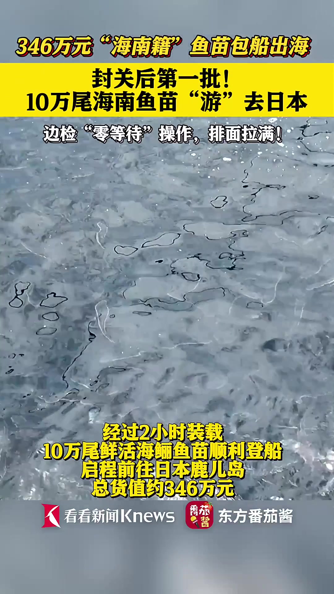 身价346万！10万尾“海南籍”鱼苗包船赴日