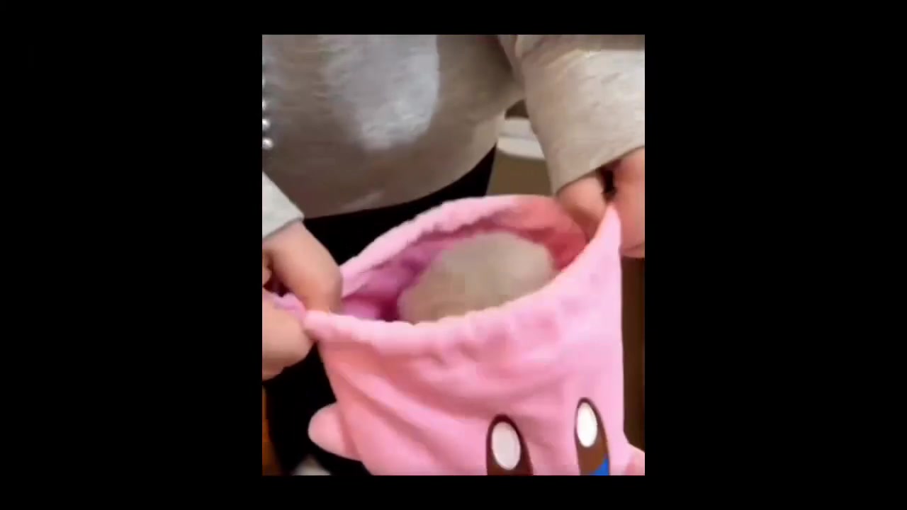 全世界都会喜爱呆萌天使可爱小猫咪吗