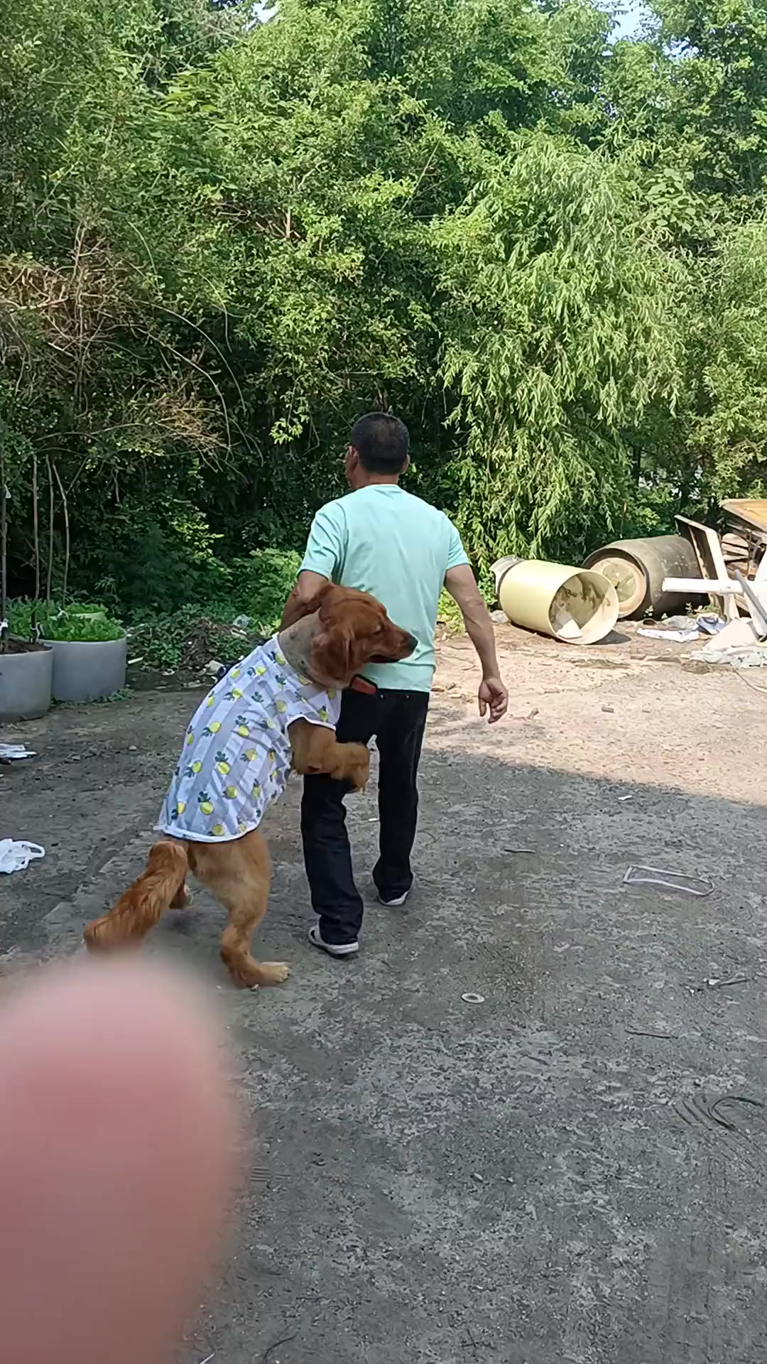 张爷爷收拾小菜被钢炮捣乱要陪