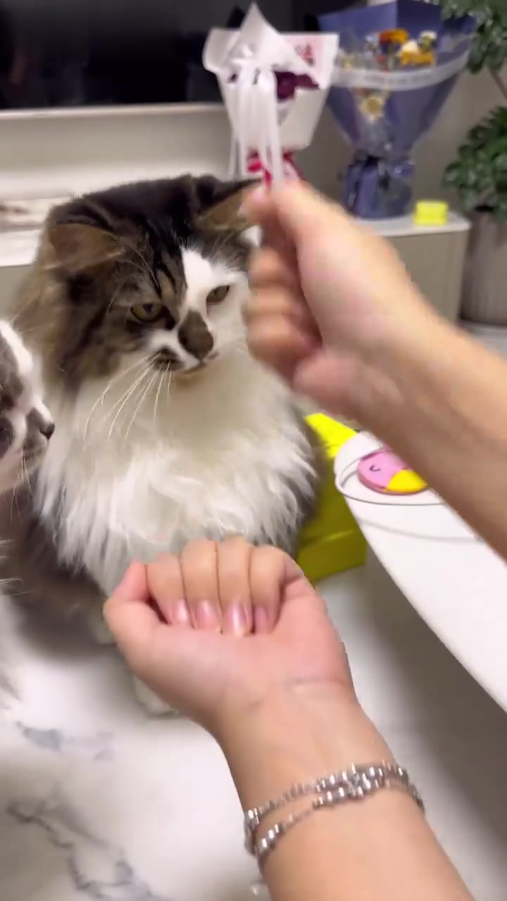 猫咪吃零食小挑战