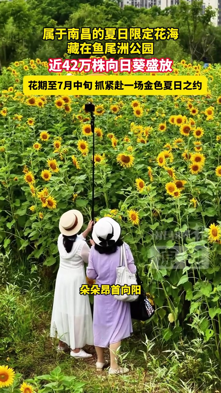 属于南昌的夏日限定花海藏在鱼尾洲公园，近42万株向日葵盛放，花期至7月中旬，抓紧赴一场金色