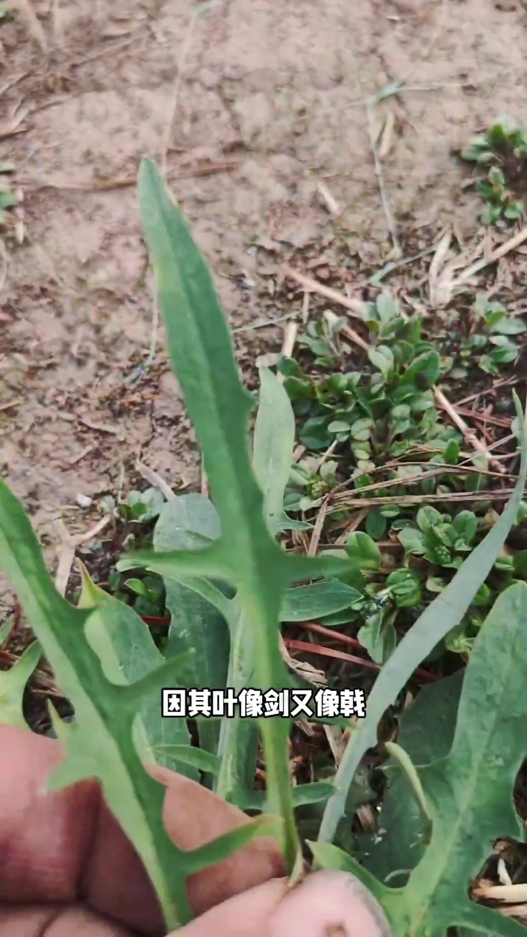 健康提醒：中华苦荬菜虽叫菜，却不宜多吃