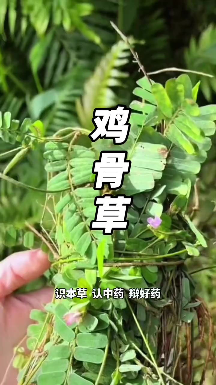 今天学的是鸡骨草，采摘切记要去籽，有毒，分清相思藤别误食
