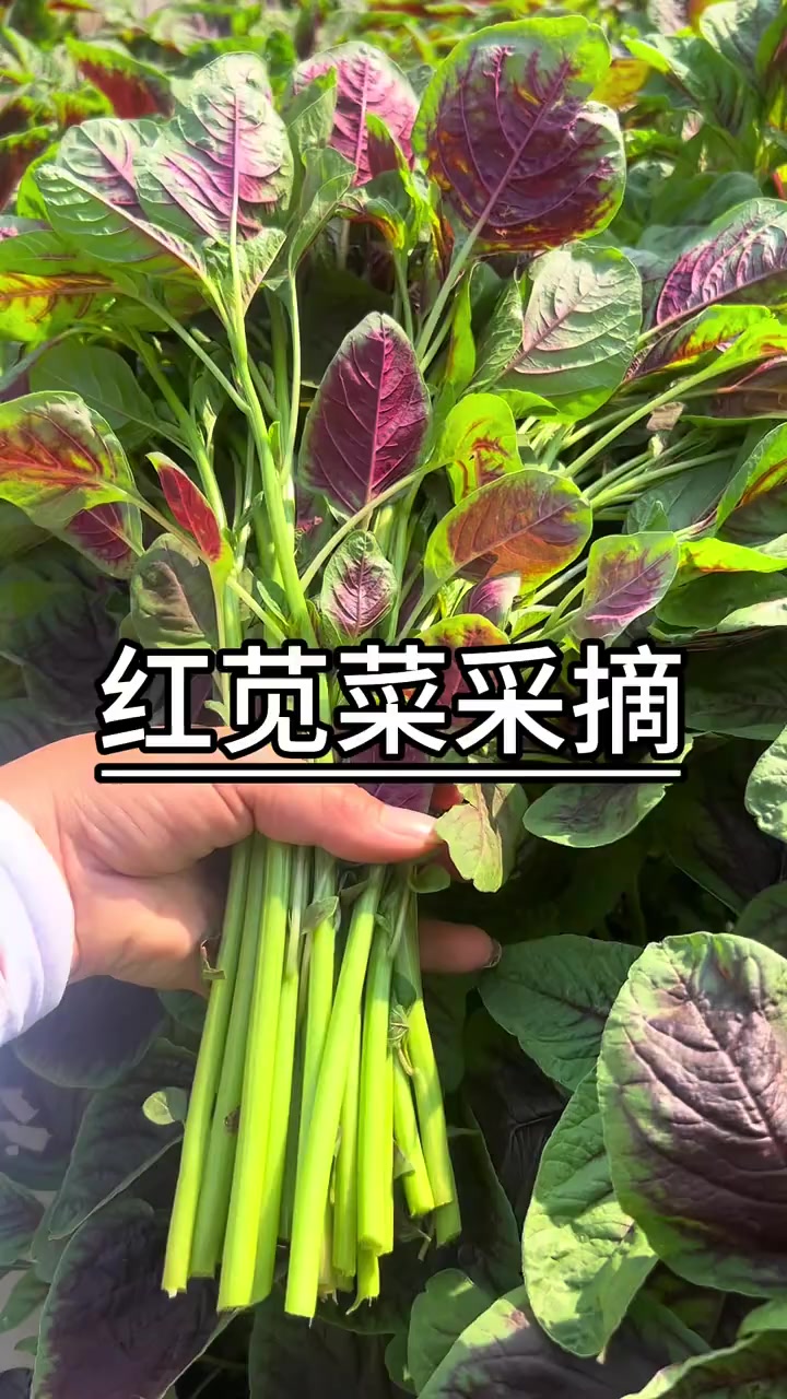 红苋菜营养丰富，又叫女人菜，今年你种了吗