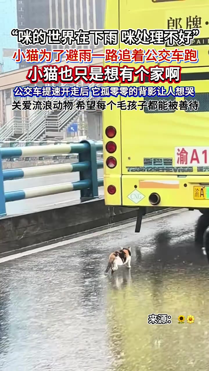 咪的世界在下雨 #小猫为了避雨一路追着公交车跑，小猫也只是想有个家啊。公交车提速开走后，它