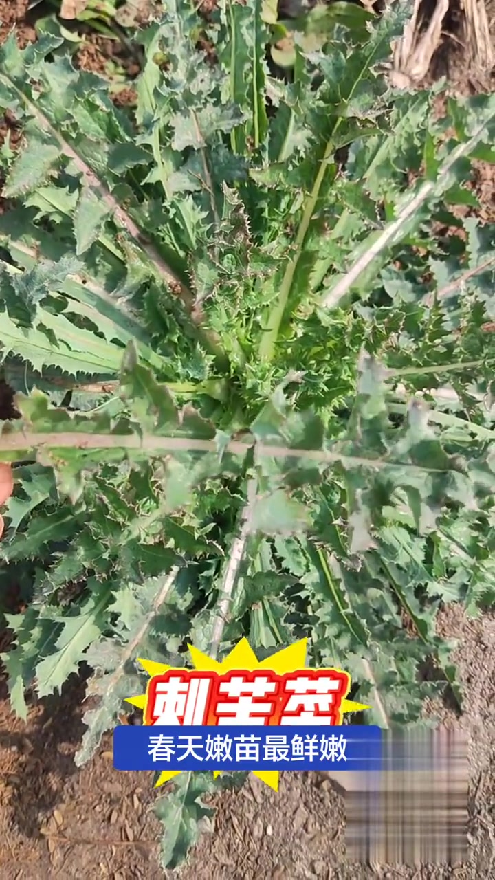 三农好物：刺苦菜，田间常见野菜