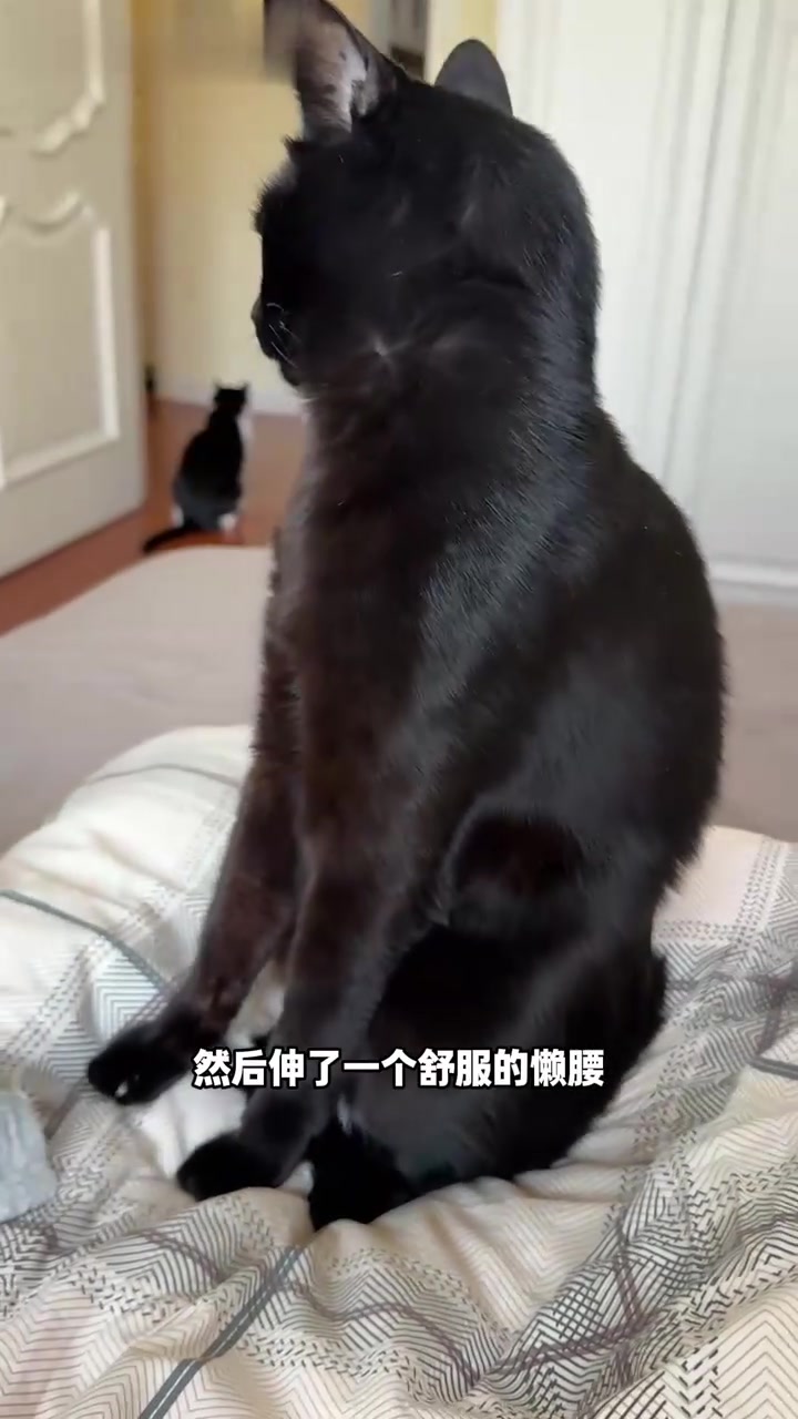 你的小猫即将苏醒
