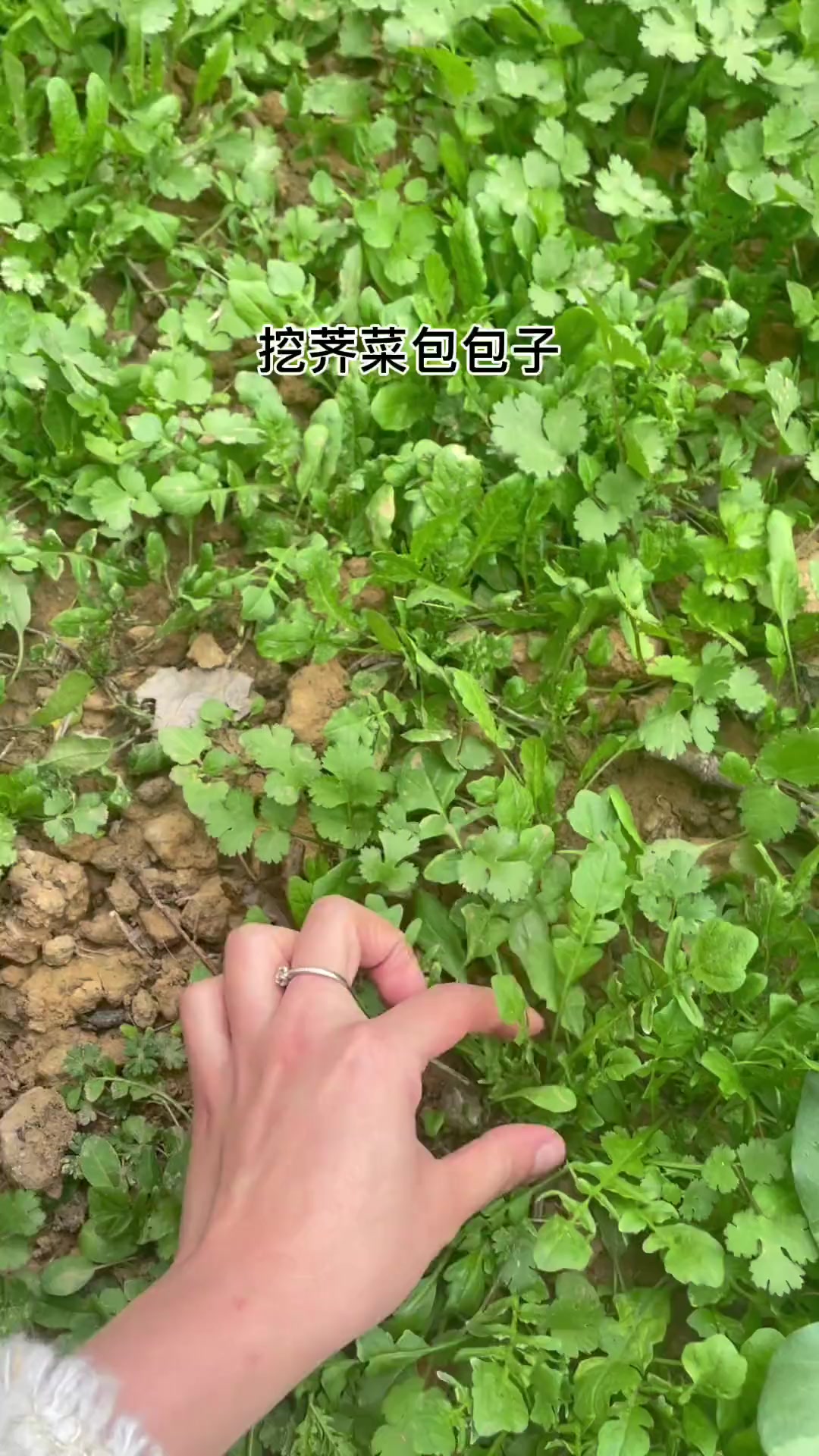 荠菜素馅包子做法，妈妈牌乡村美食