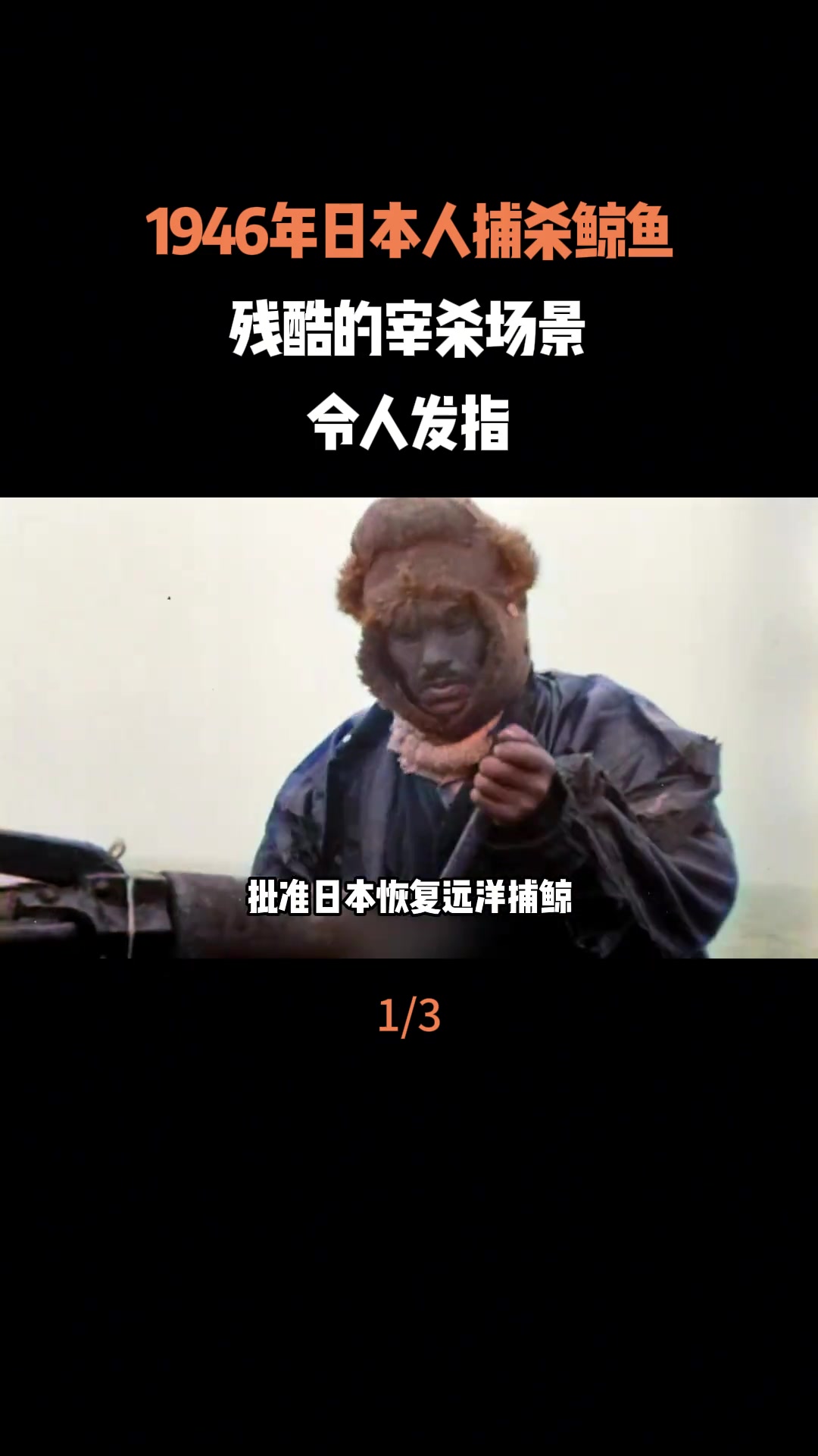 1946年日本捕鲸残酷宰杀场景令人发指