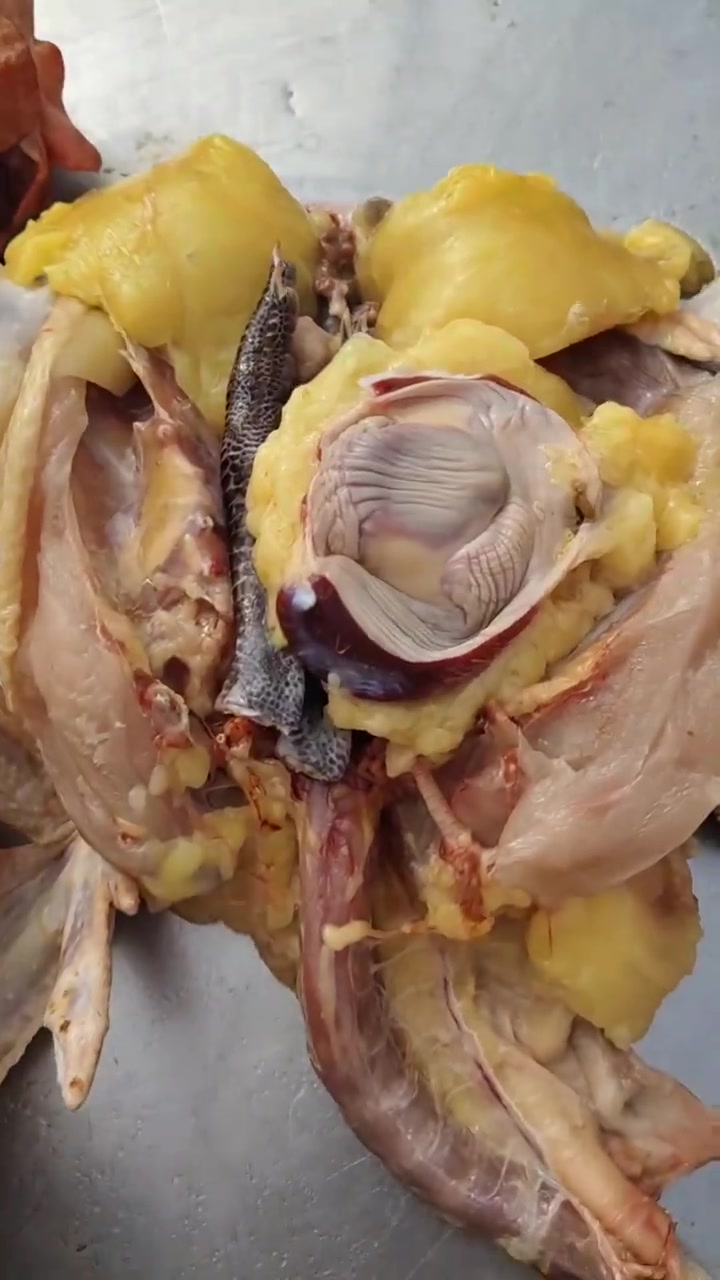 生鲜鸡肉分割处理过程完整细致全面