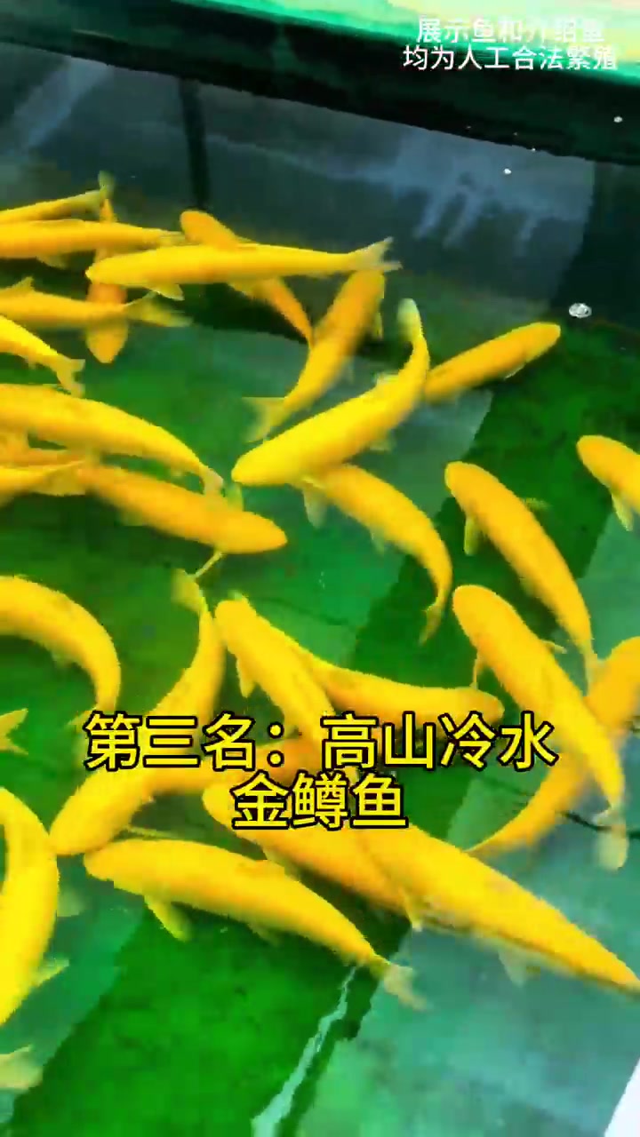 揭秘景区坑人淡水鱼真实市场价格