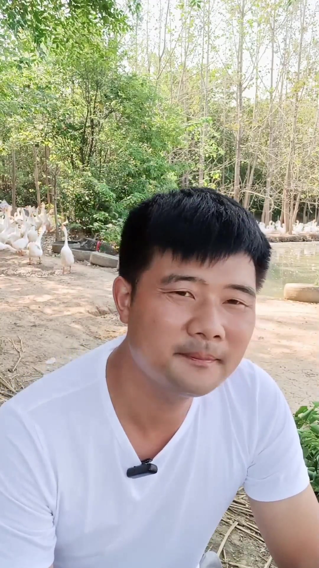 花五百块买一只鹅值不值 今天给你算笔账