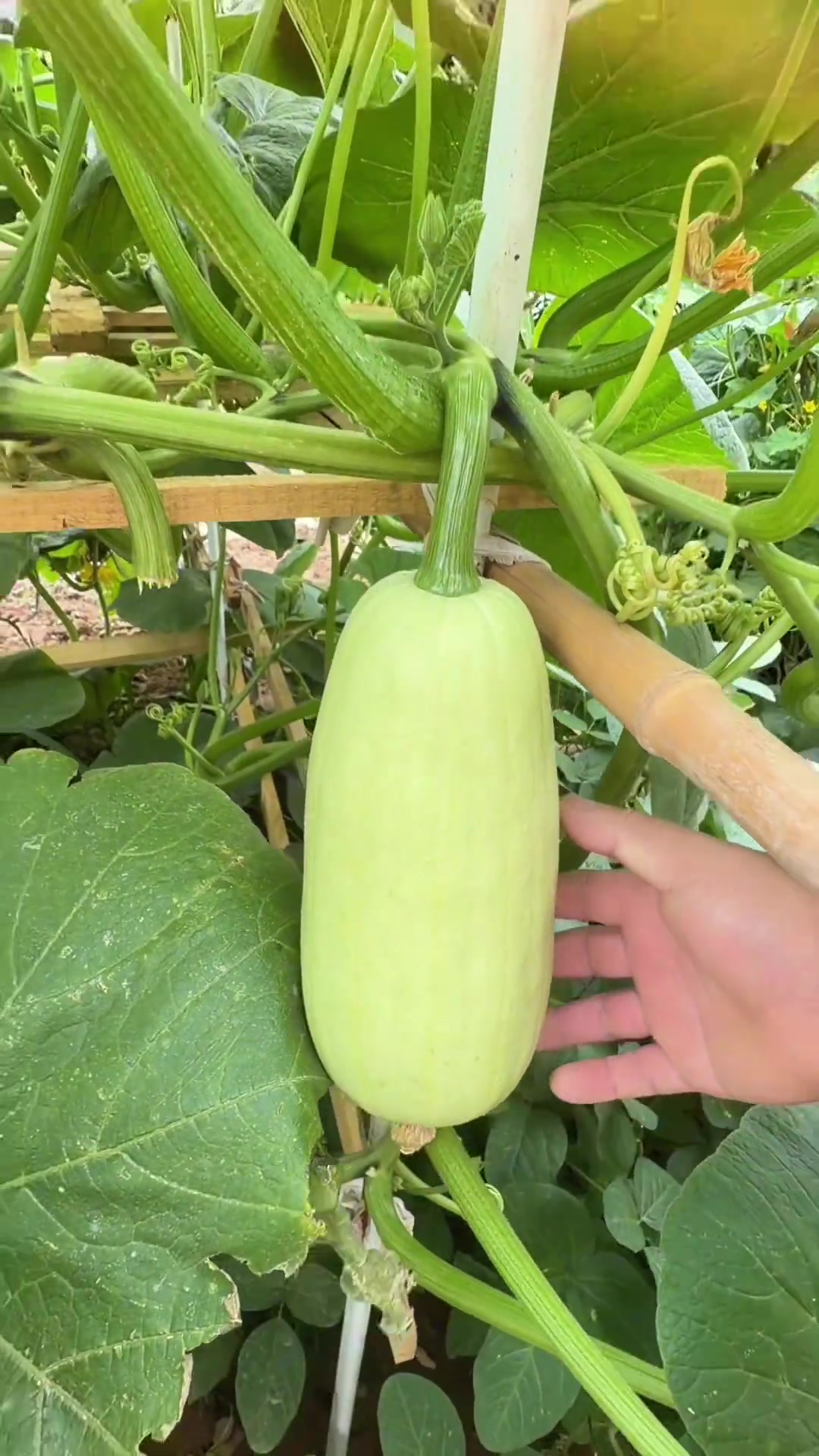 纯天然绿色蔬菜，原生态乡村生活