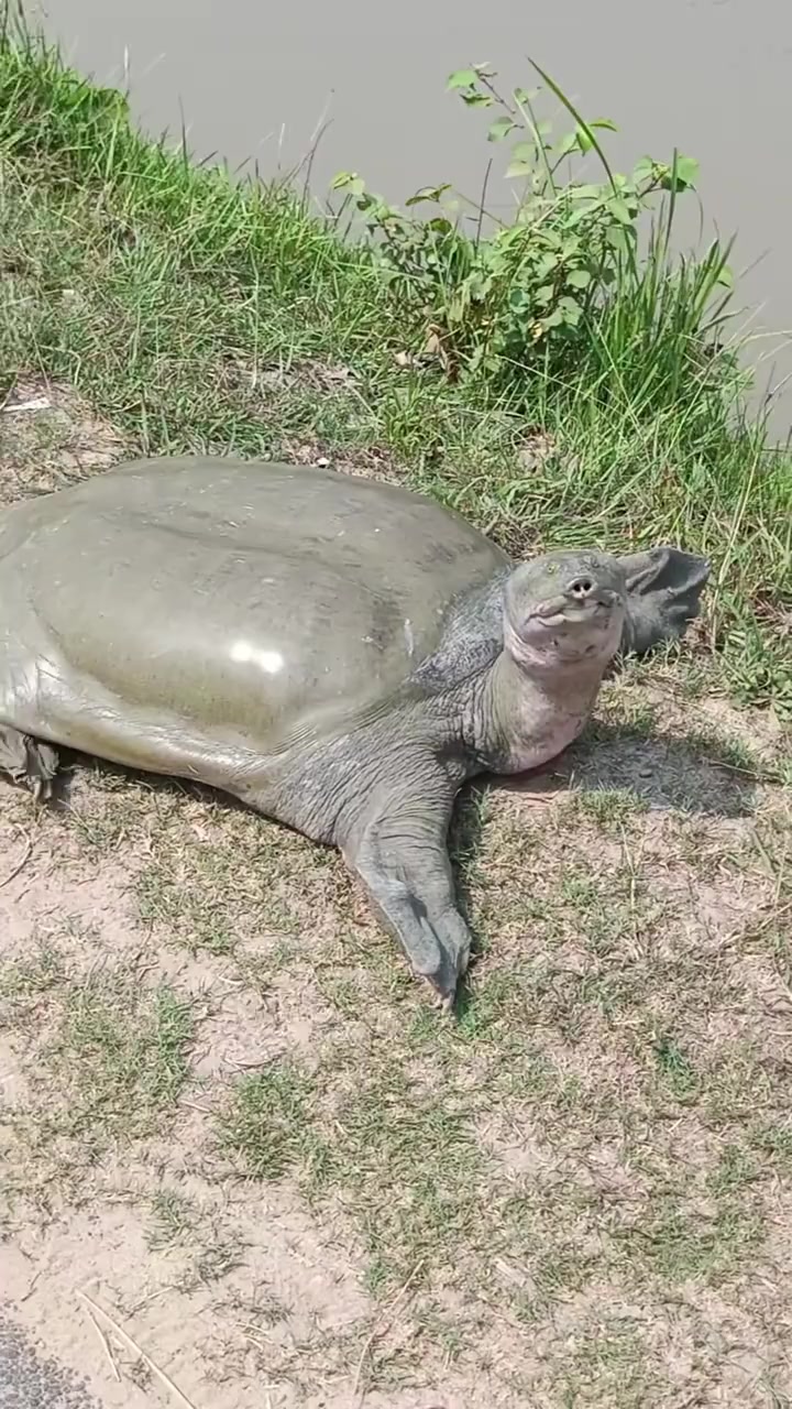 甲鱼之大，一锅炖不下