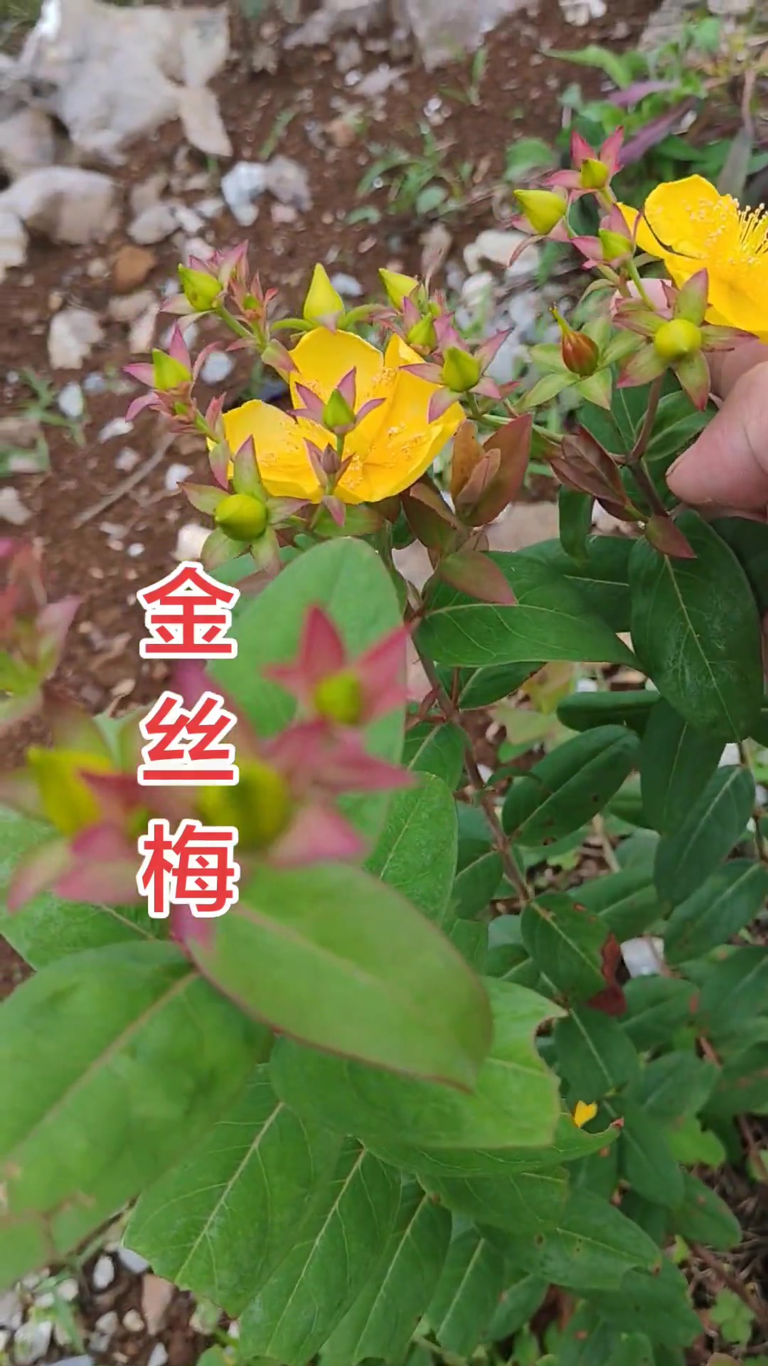 端午出游见到金丝梅，它又叫金丝桃，我们这儿叫黄花香