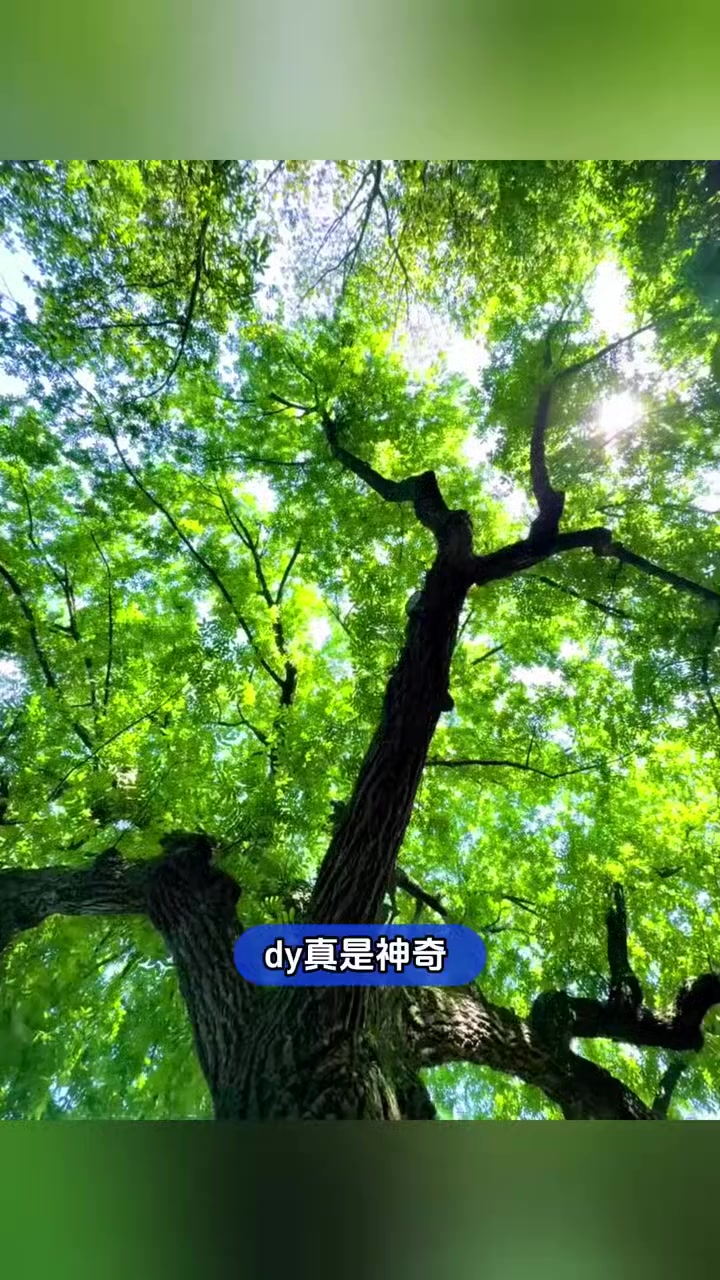 有生之年居然能看见一棵树迟到！（迟到的花盆：@宋城大黄蜂）#打工人 #杭州 #万万没想到 
