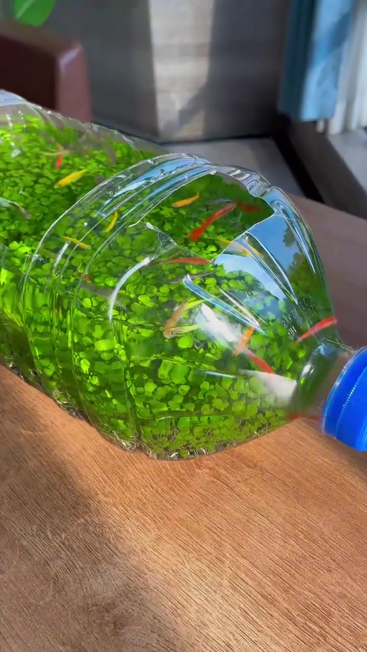 不给我买鱼缸，我就用一个塑料瓶，搞来些水草泥，种植一个，小半个月过去啦，终于可以加水，看看