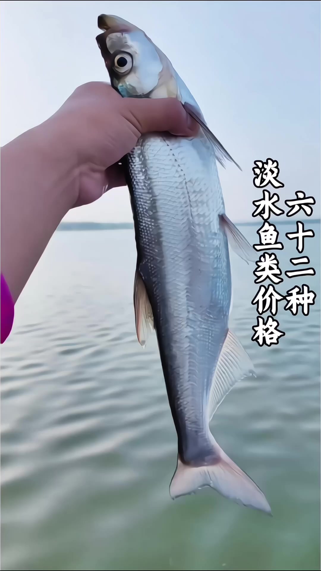 科普分享62种淡水鱼类以及价格，你都吃过哪几种
