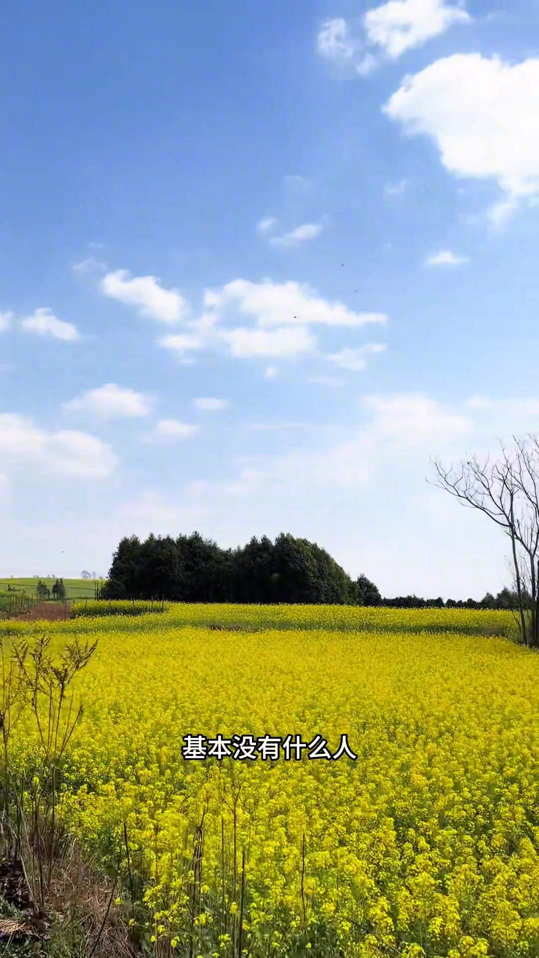 罗平免费看油菜花攻略 盛花期二月二十到三月二十