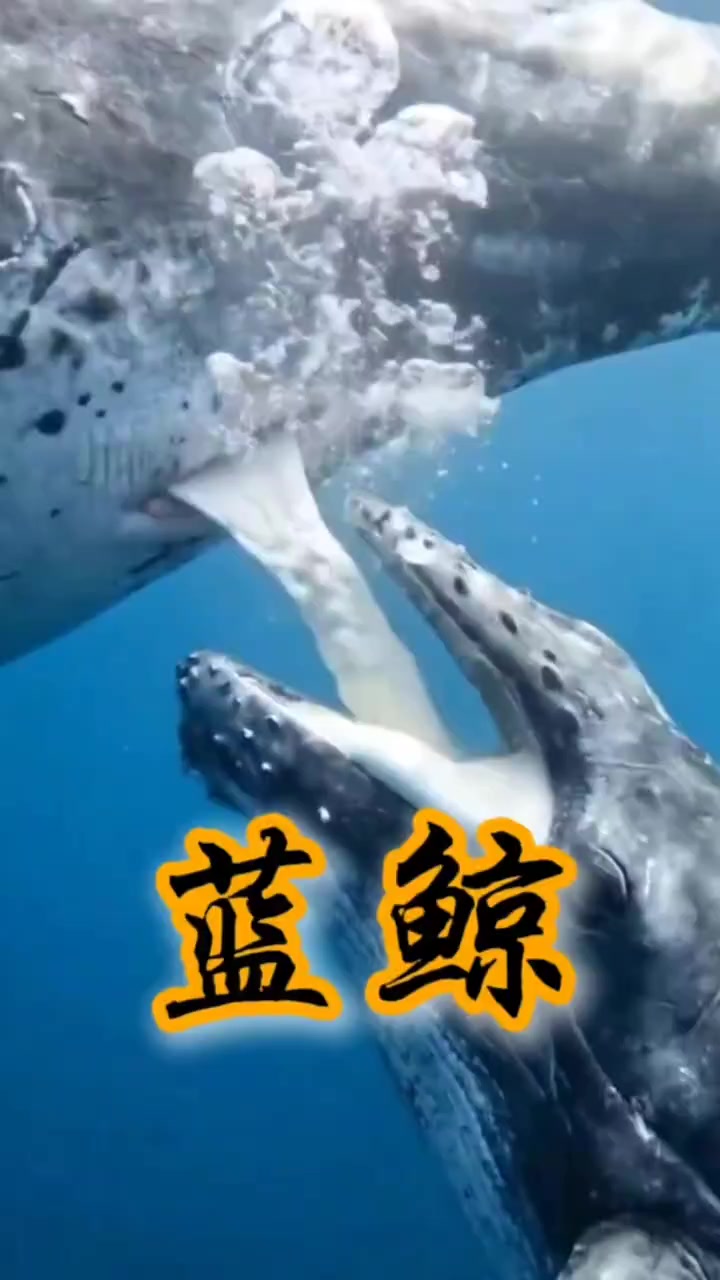 蓝鲸是哺乳动物不是鱼
