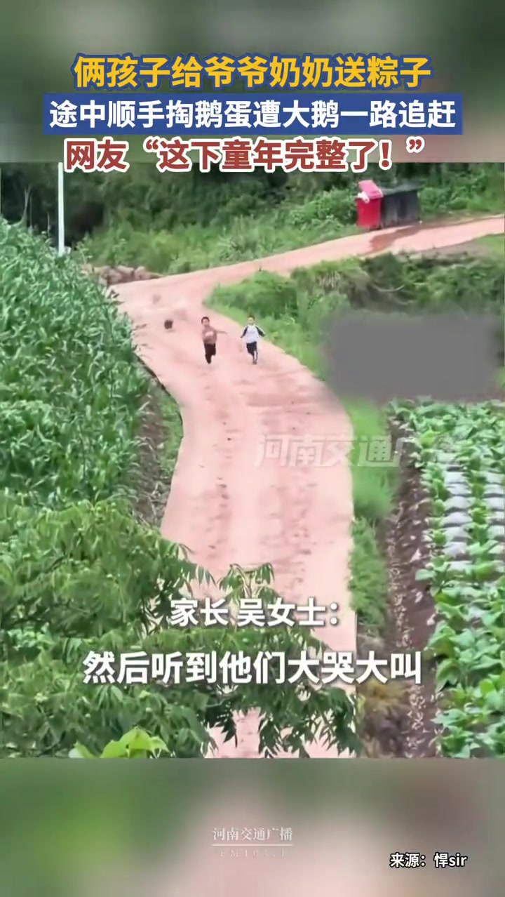 近日，四川凉山州，俩孩子给爷爷奶奶送粽子，途中顺路去掏鹅蛋，结果遭到大鹅一路追赶，两人狂奔