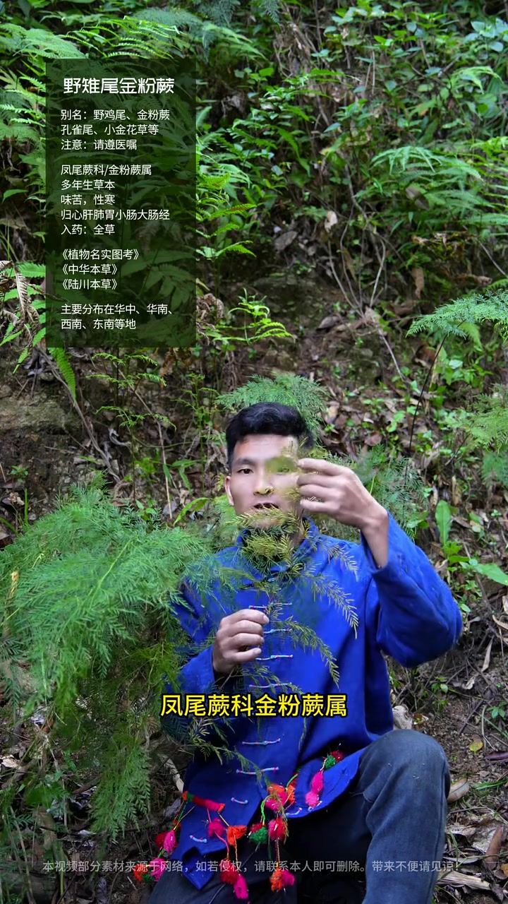 野鸡尾：长得像孔雀尾，能清热解毒！#野雉尾金粉蕨 #野鸡尾 #金粉蕨 #植物科普