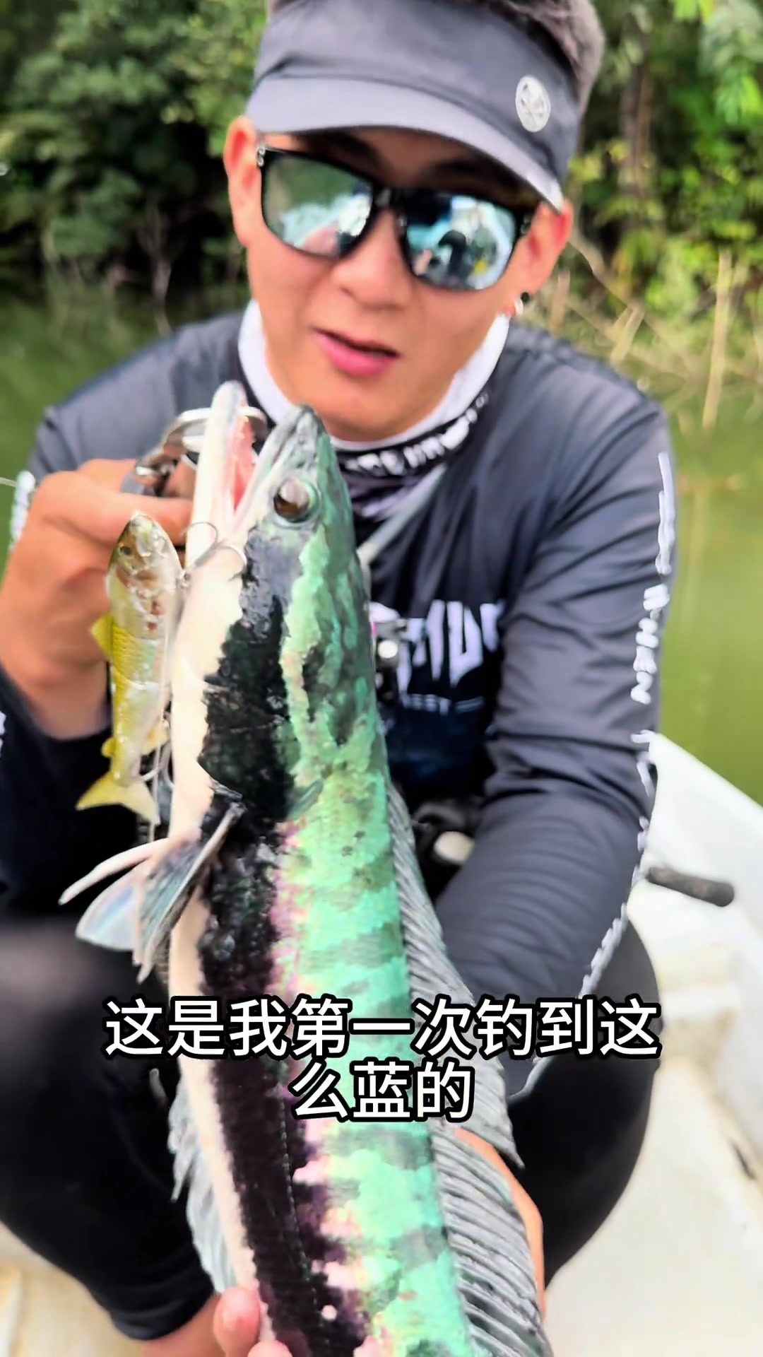 马来西亚寻找六种颜色的蛇头鱼