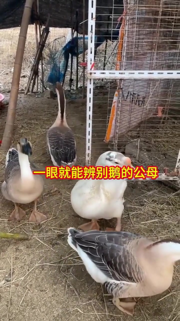 怎么区分公鹅和母鹅？其实看蛋包就行