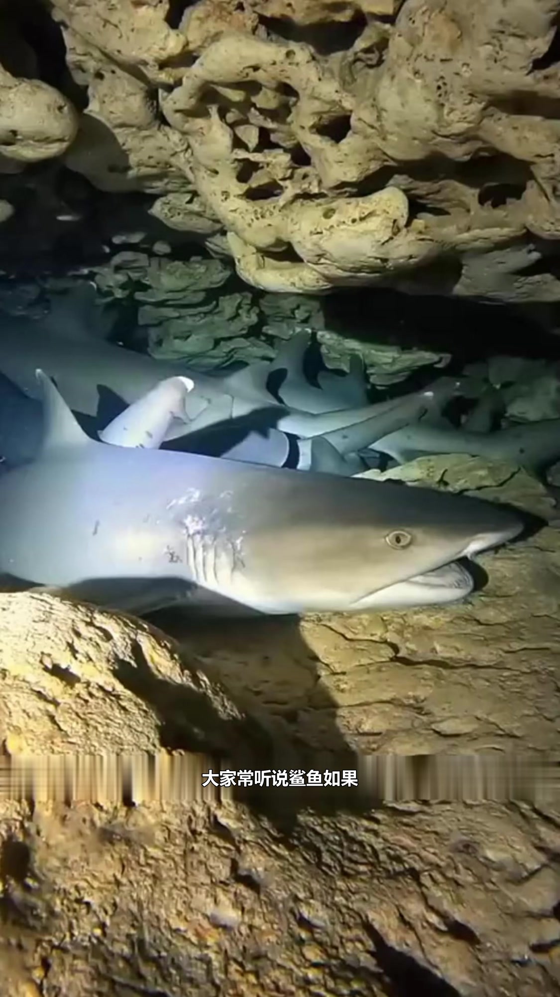 鲨鱼不游泳就会死？原来它们也有独特的睡眠神技！