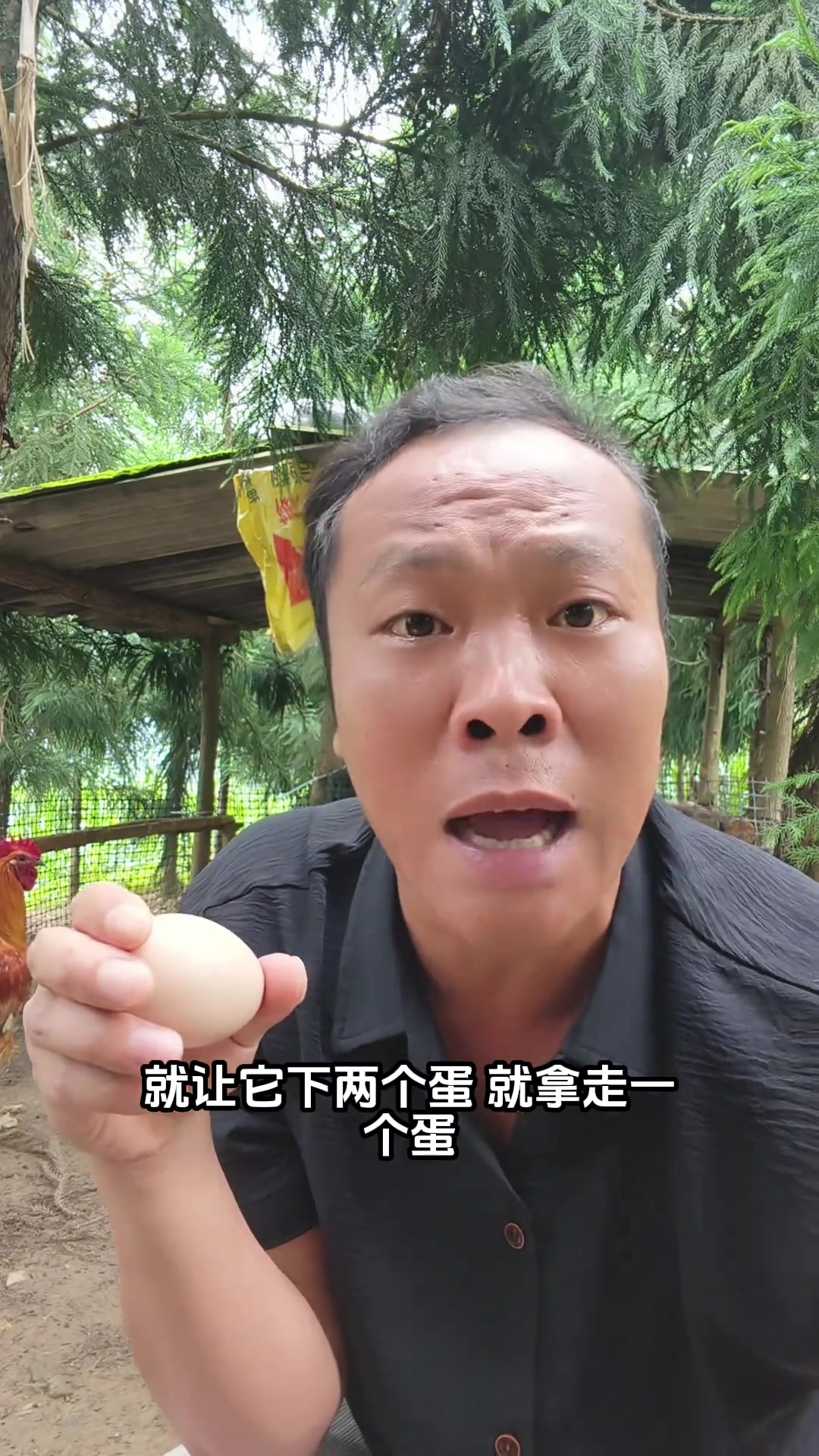 母鸡能持续下蛋的原因
