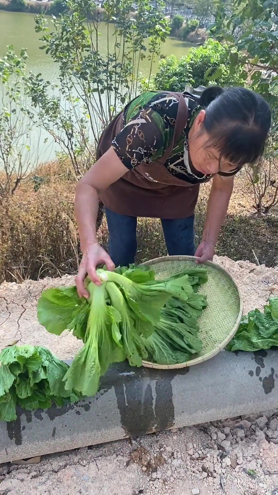 农家碌水酸菜，酸爽可口，焖鱼炒肉皆宜