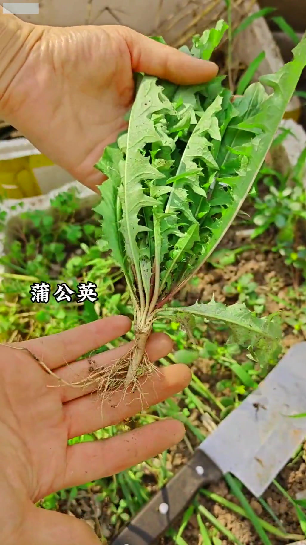 中医养生：夏枯草蒲公英车前草的功效
