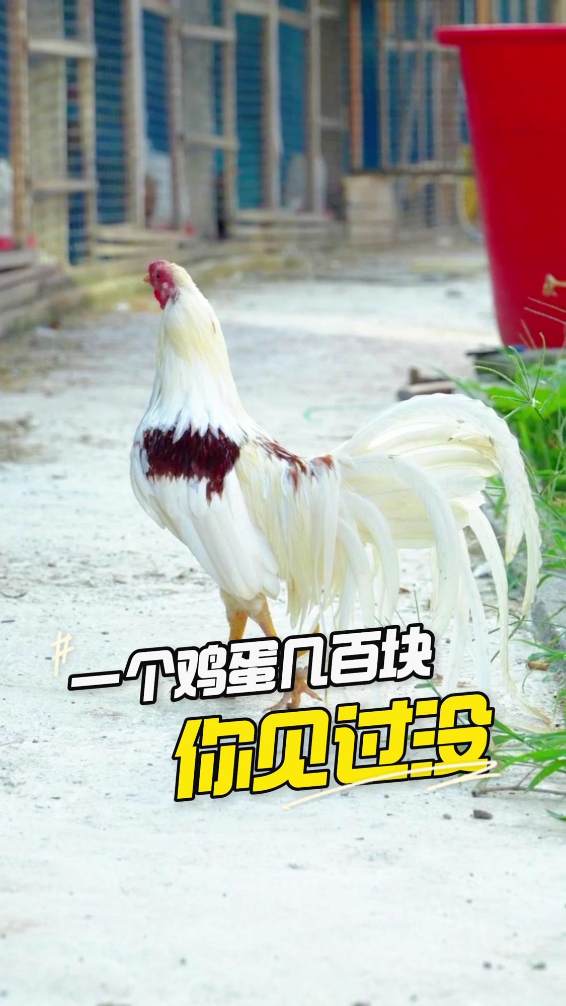 几百块钱一个的鸡蛋，你们有没有见过#观赏鸡##宇哥观赏鸡##闲一夏##宠物鸡#