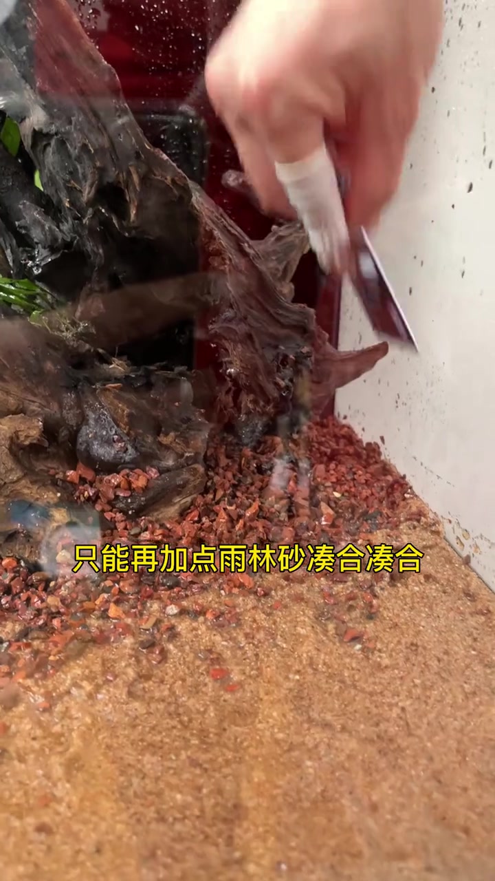 南美造景小缸来啦，养什么鱼？雷龙？刚果美人？你们来投票！