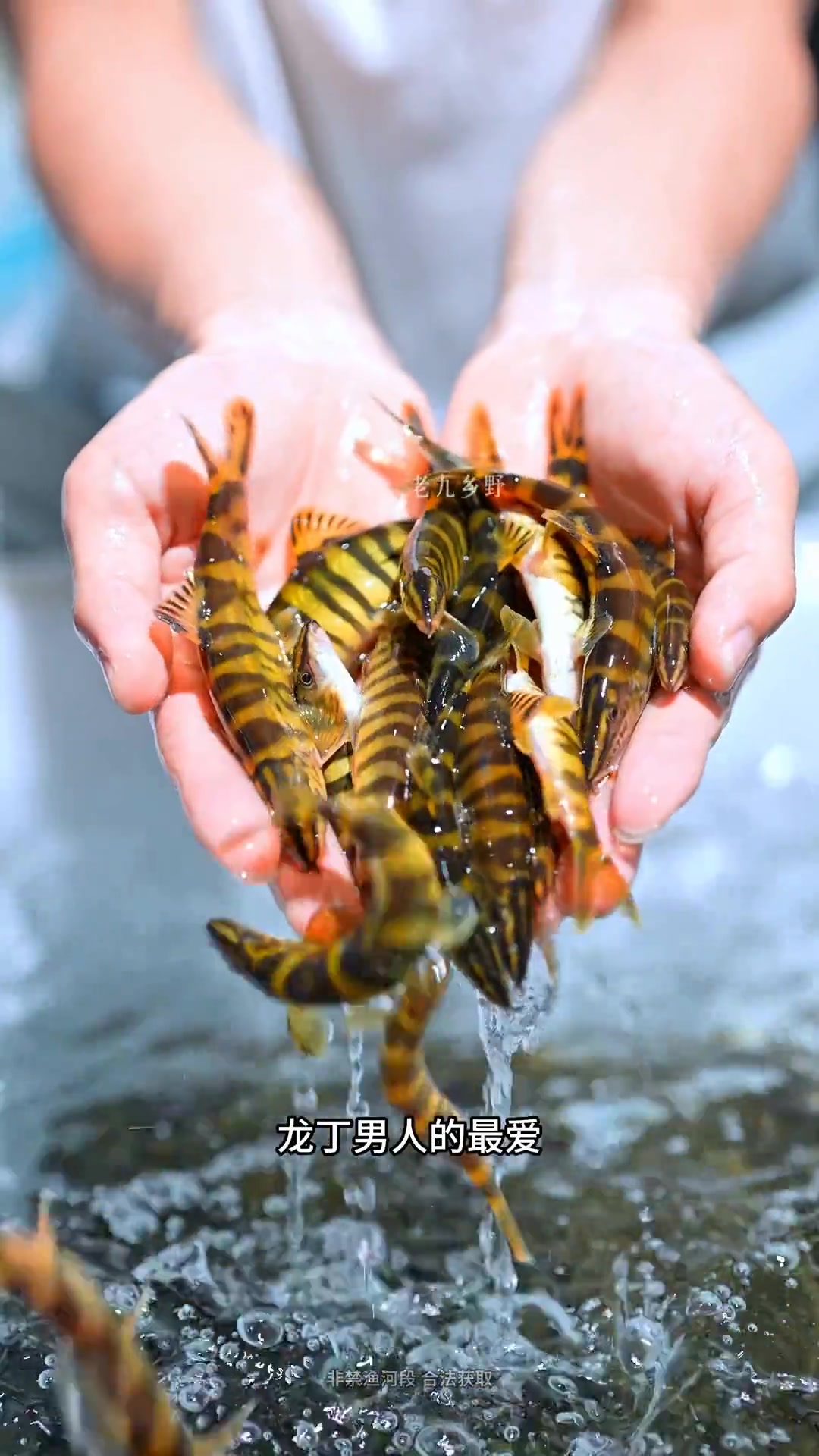 比海鱼还贵的十大淡水鱼，有些估计你见都没见过！