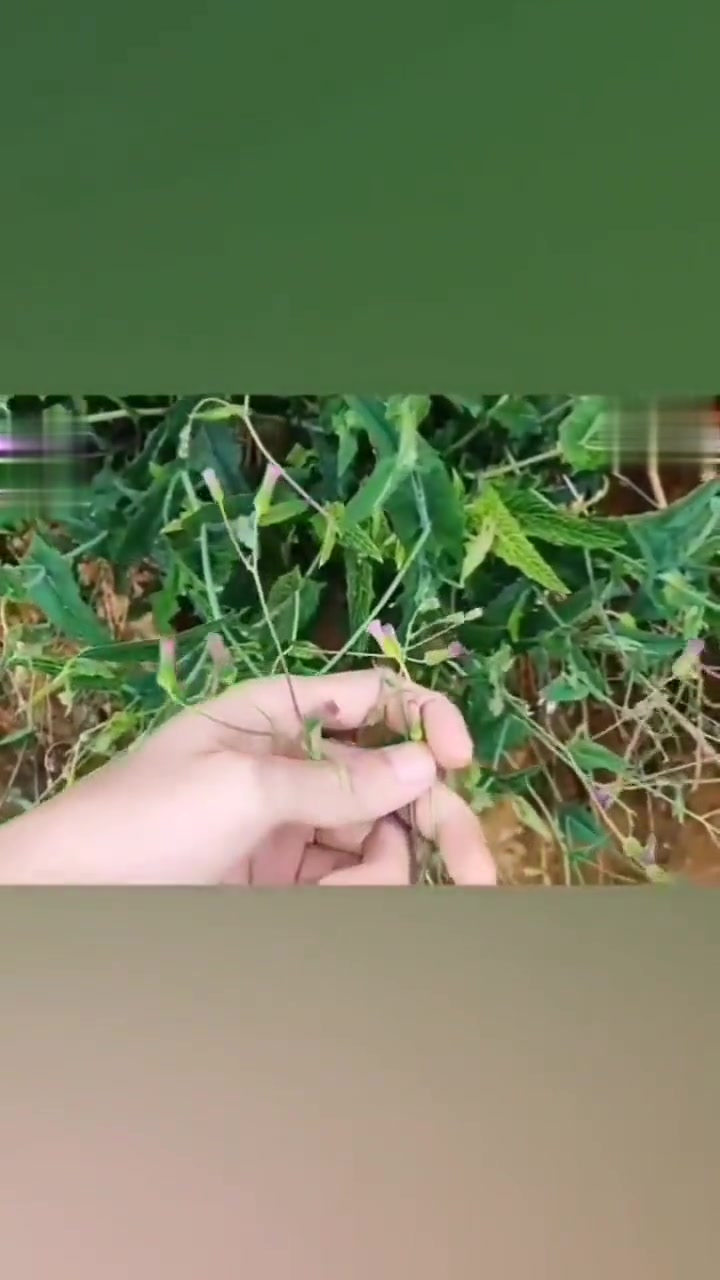 中药科普：农村常见一点红，清热解毒野菜香！