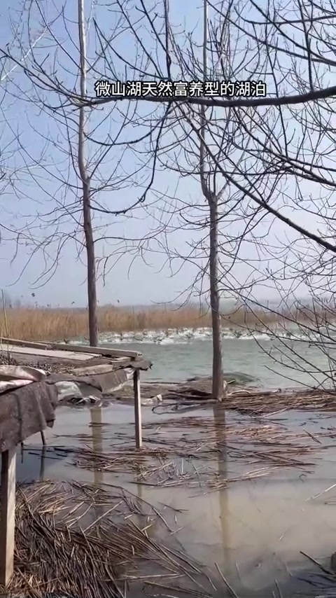 湖中散养鸭蛋，端午腌蛋季，好食材好味道