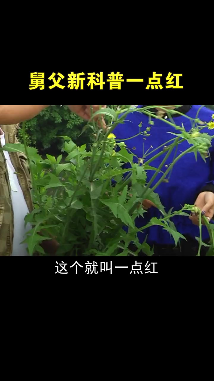 一点红变黄，这野菜太神奇了！