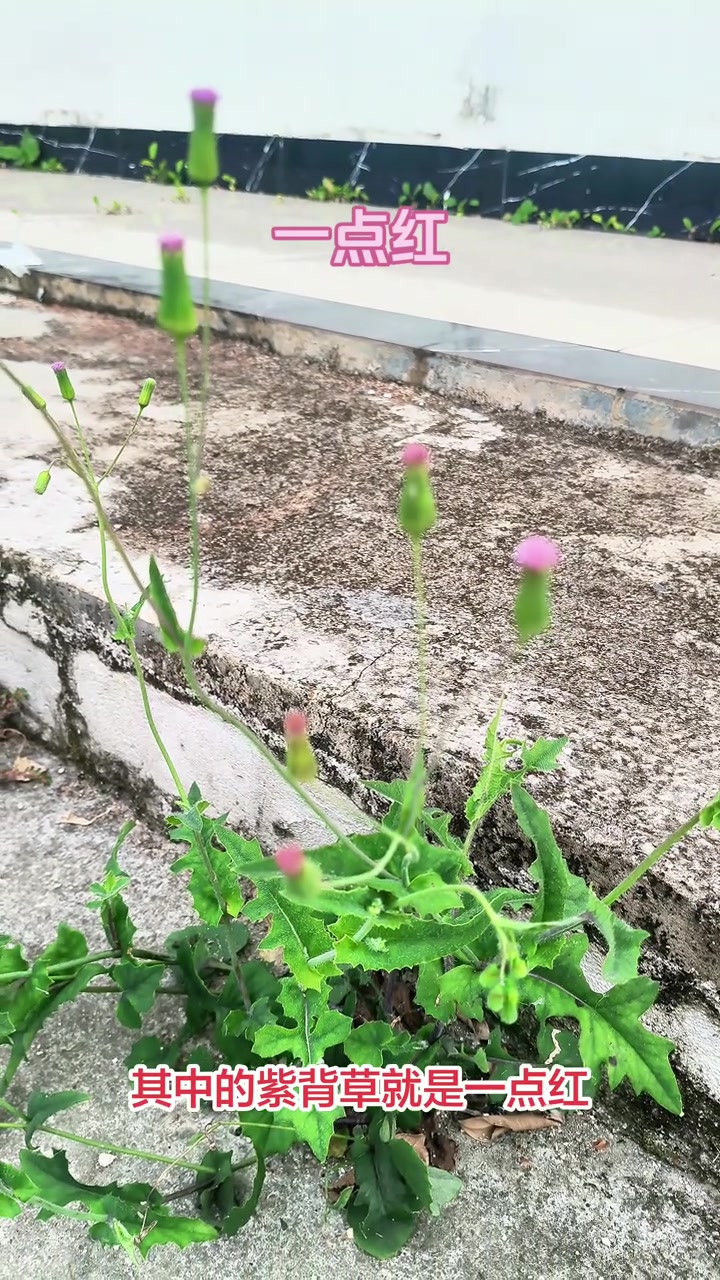 中药科普：一点红，既是野菜也是清热良药