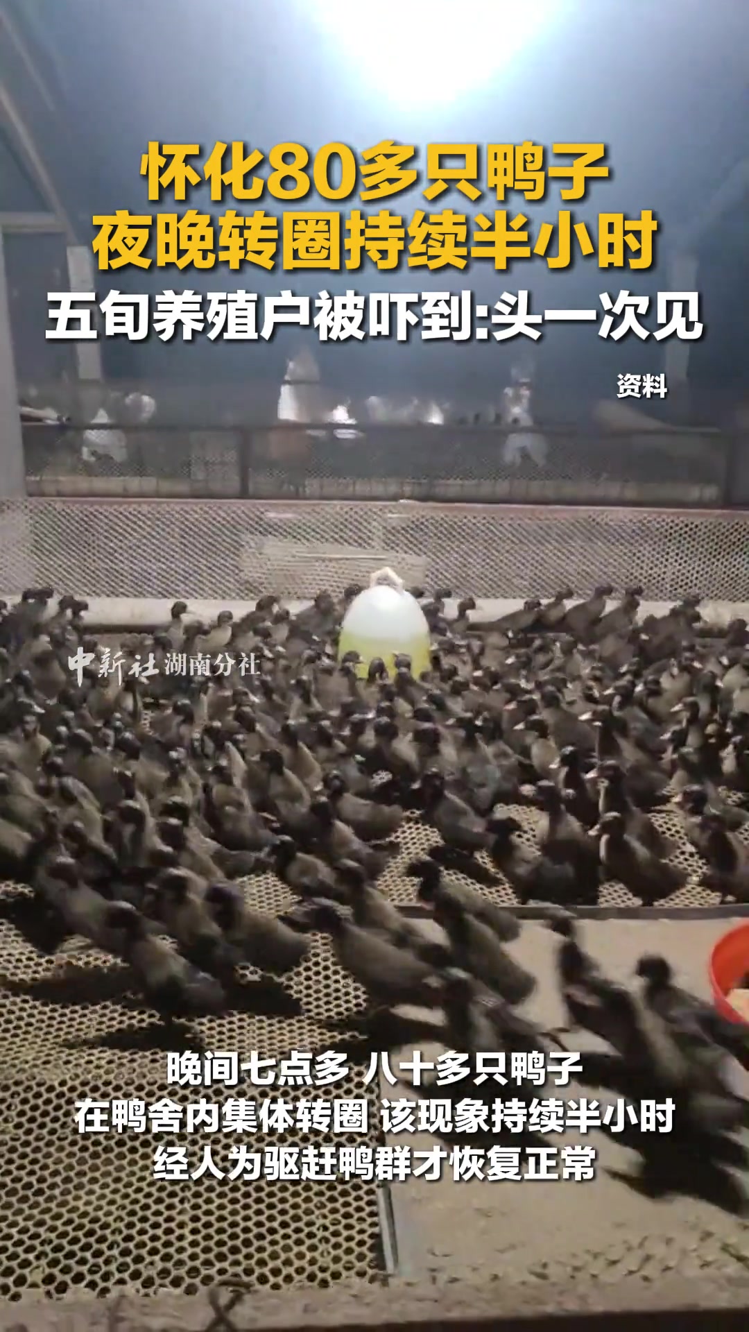 五旬养殖户深夜惊现80多只鸭子转圈半小时怀化
