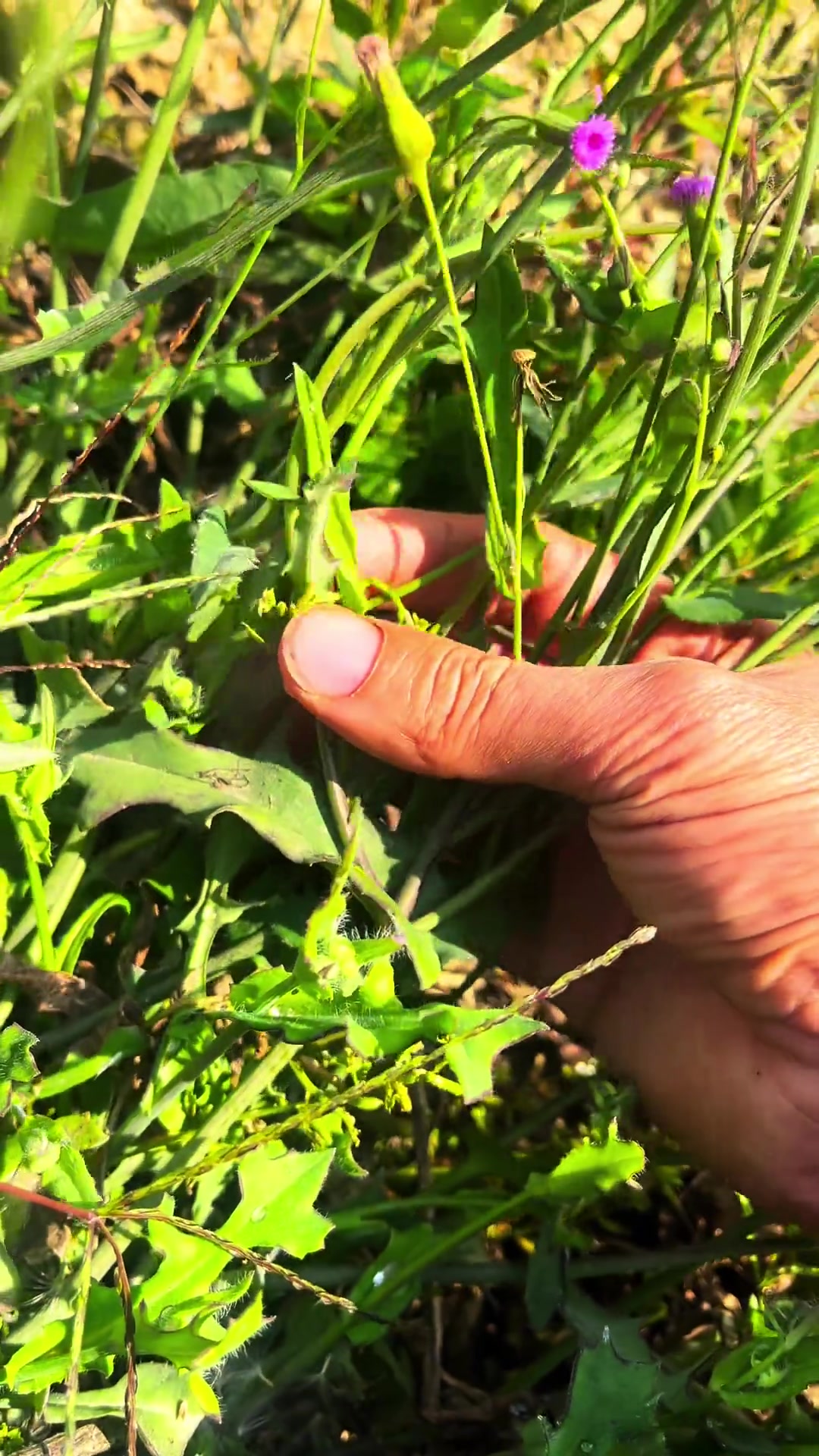 中药科普：一点红，民间优质野菜