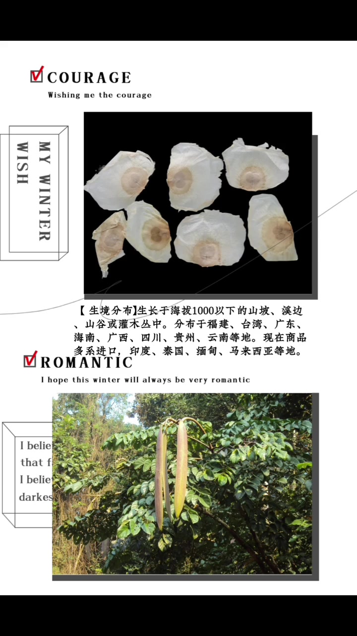 中药科普：木蝴蝶，紫葳科植物干燥成熟种子
